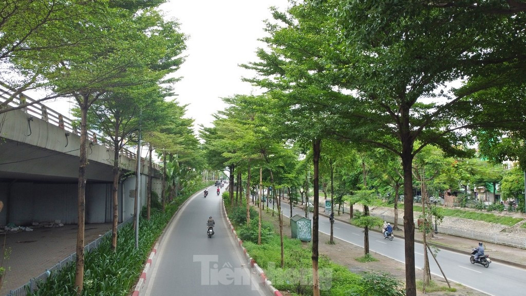 Trong ảnh là khu vực đường Bưởi, một trong những nơi có hàng cây hai bên đường đẹp nhất Hà Nội.