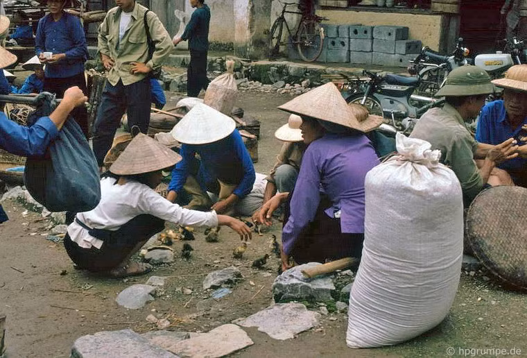 Một quầy bán gà giống.