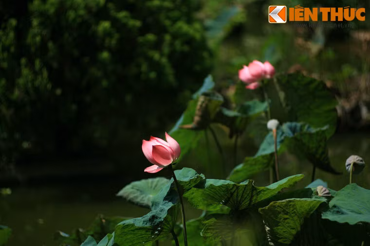 Khuôn viên chùa được phủ bóng mát của rất nhiều loài cây được đưa đến từ núi rừng Tây Nguyên. Trong ảnh là sen nở trong hồ nước quanh tượng Di Đà.