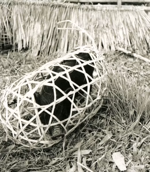 Lợn được nhốt trong rọ để chuyển đến Điện Biên Phủ.