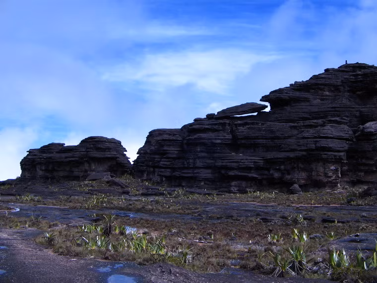 Bởi sự tách biệt hoàn toàn với khu rừng rậm dưới mặt đất, gần 1/3 các loài thực vật ở đỉnh Roraima là loài đặc hữu.