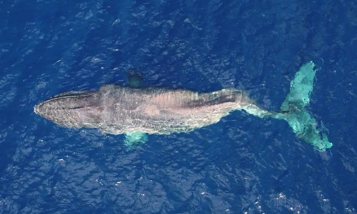 Hang nghin con ca voi bi tau bien dam chet-Hinh-2