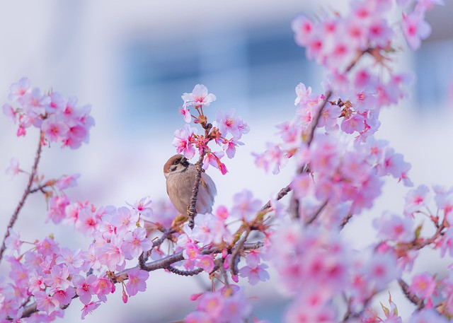 Trong Tet Thanh minh, 3 con giap tinh duyen no ro-Hinh-2