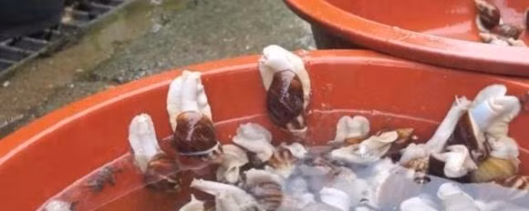 Loai oc song bui ram, nay tro thanh mon ngon gia dat-Hinh-2