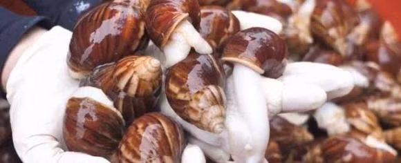 Loai oc song bui ram, nay tro thanh mon ngon gia dat