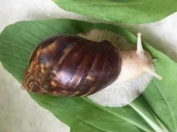 Loai oc song bui ram, nay tro thanh mon ngon gia dat-Hinh-9