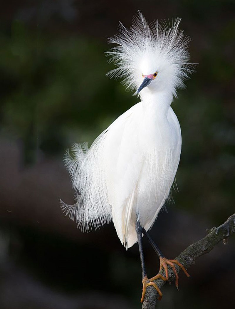 Ngắm bộ lông tuyệt đẹp của cò Tuyết ảnh 7