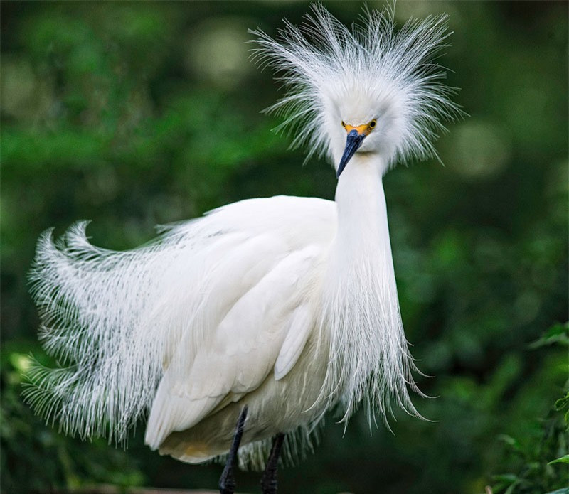 Ngắm bộ lông tuyệt đẹp của cò Tuyết ảnh 3