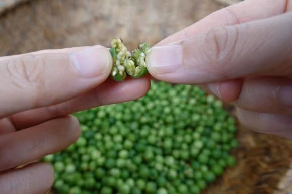 Thu qua moc dai nay la dac san nui rung, kho ca tuyet ngon-Hinh-4