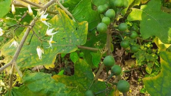 Thu qua moc dai nay la dac san nui rung, kho ca tuyet ngon-Hinh-2