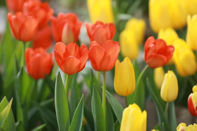 Tre sinh vao 5 ngay Am lich nay, tu lap tuong lai rong mo-Hinh-2