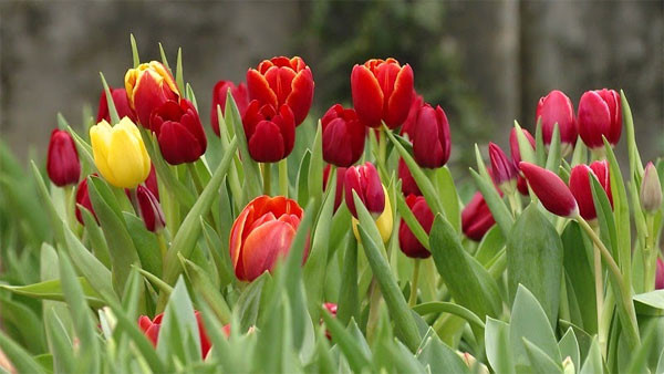 Tre sinh vao 5 ngay Am lich nay, tu lap tuong lai rong mo