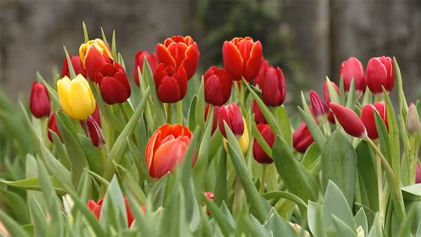 Tre sinh vao 5 ngay Am lich nay, tu lap tuong lai rong mo