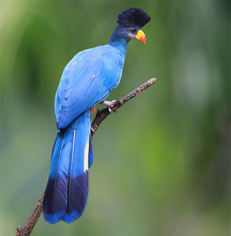 Chiêm ngưỡng loài chim chỉ có ở châu Phi ảnh 10