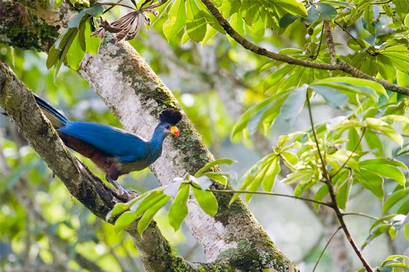 Chiêm ngưỡng loài chim chỉ có ở châu Phi ảnh 12