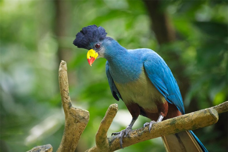 Chiêm ngưỡng loài chim chỉ có ở châu Phi ảnh 1