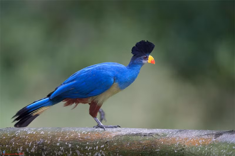 Chiêm ngưỡng loài chim chỉ có ở châu Phi ảnh 4