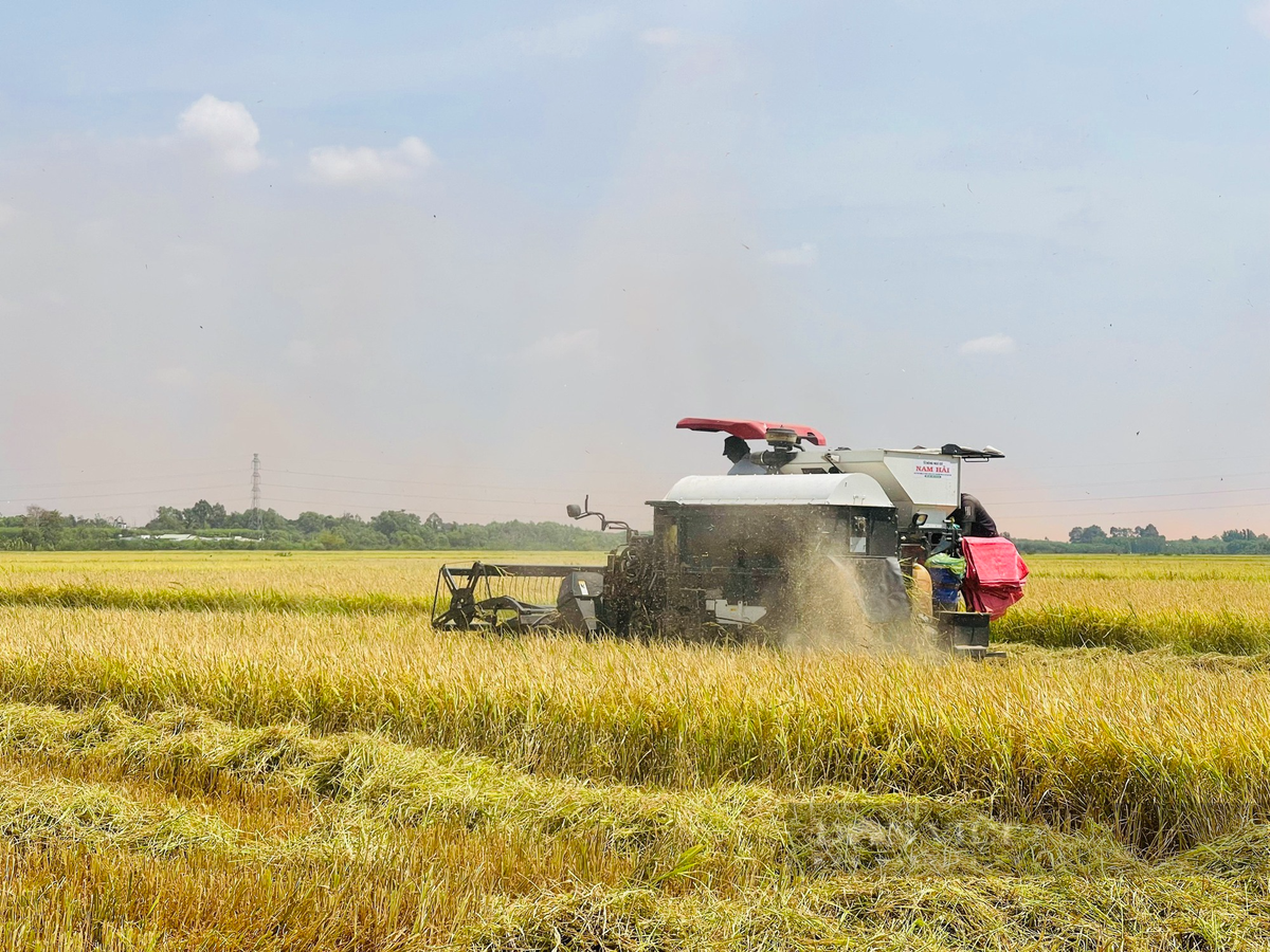 Canh dong lon o Dong Nai, nong dan hoi ha gat lua chay nang-Hinh-8