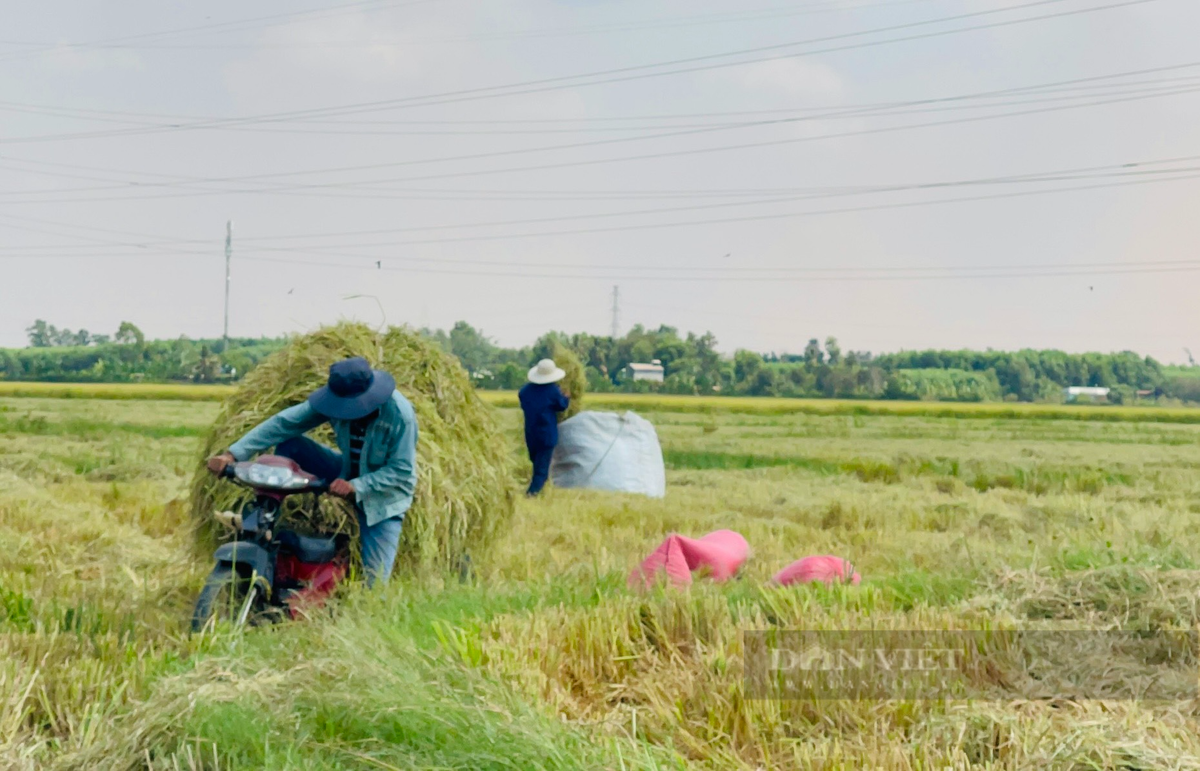 Canh dong lon o Dong Nai, nong dan hoi ha gat lua chay nang-Hinh-4