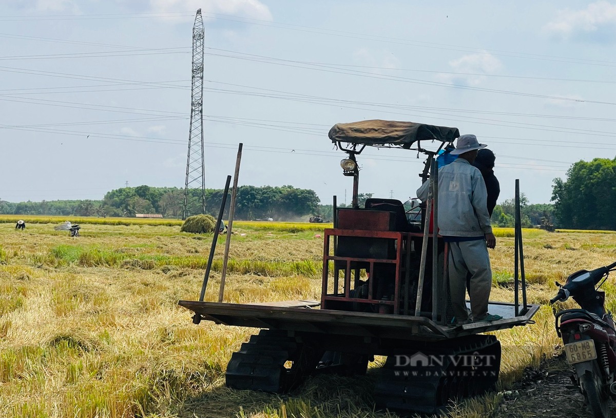 Canh dong lon o Dong Nai, nong dan hoi ha gat lua chay nang-Hinh-3
