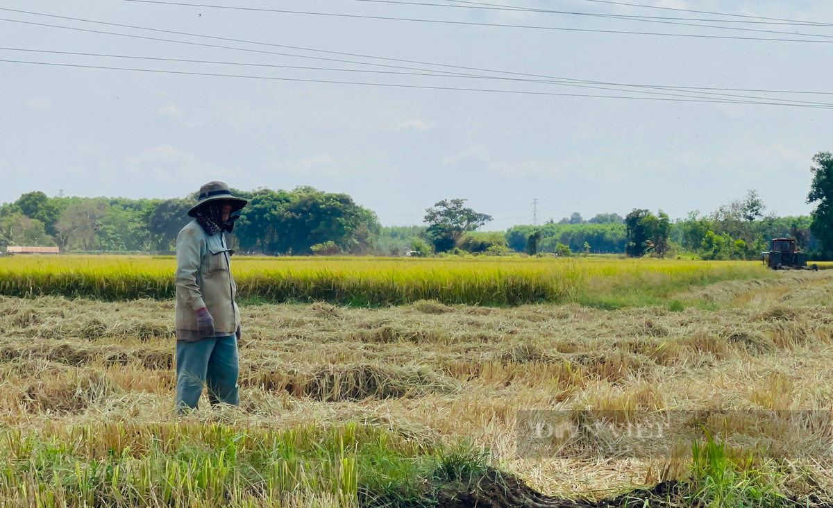 Canh dong lon o Dong Nai, nong dan hoi ha gat lua chay nang-Hinh-5