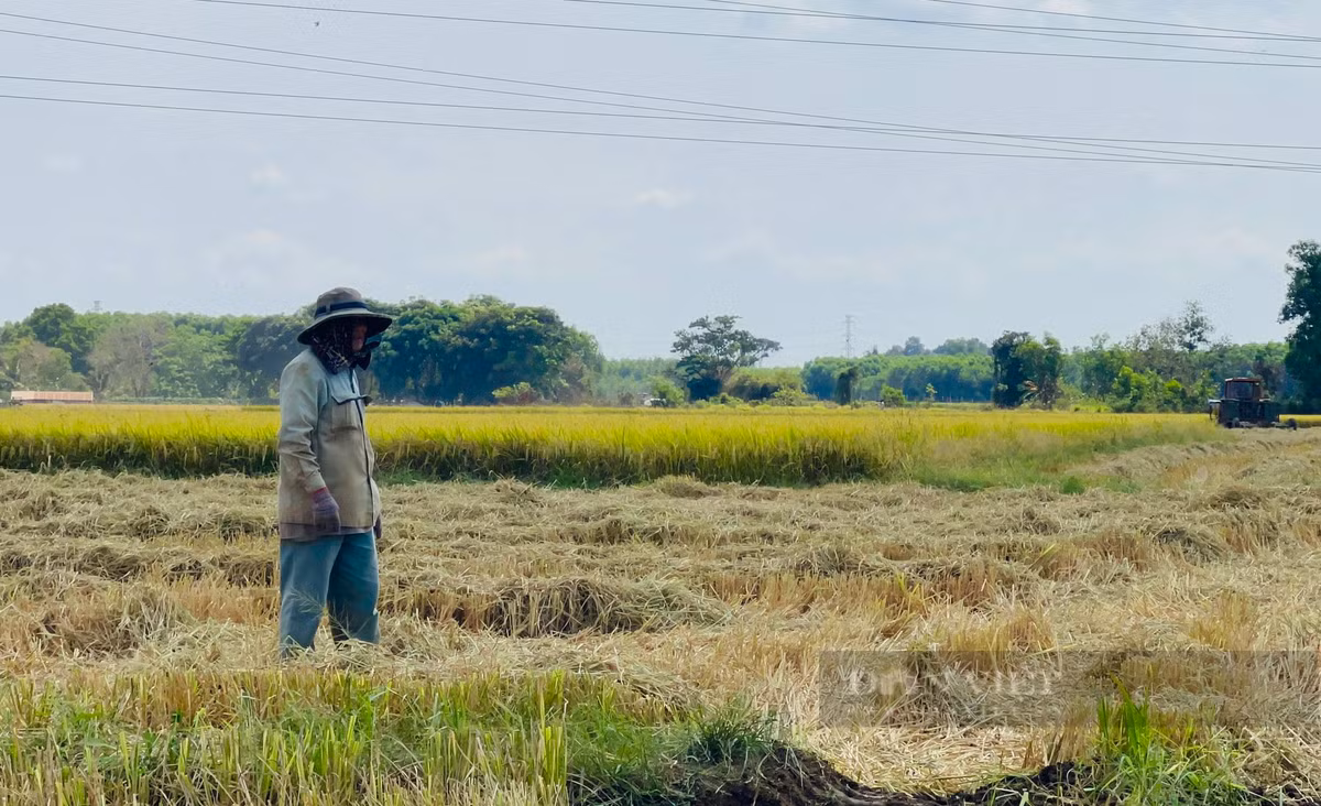 Canh dong lon o Dong Nai, nong dan hoi ha gat lua chay nang-Hinh-5
