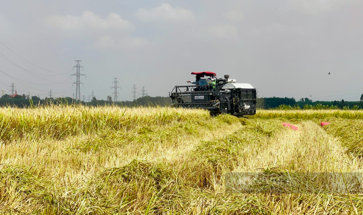 Canh dong lon o Dong Nai, nong dan hoi ha gat lua chay nang-Hinh-6