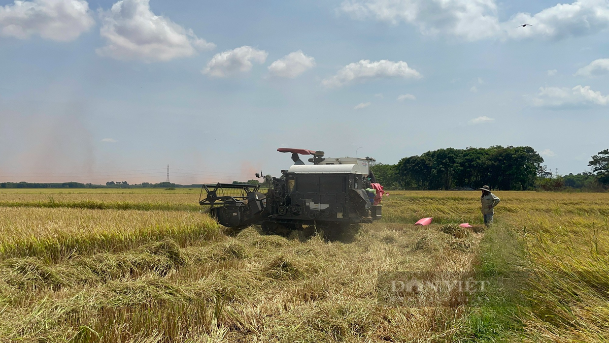 Canh dong lon o Dong Nai, nong dan hoi ha gat lua chay nang-Hinh-2