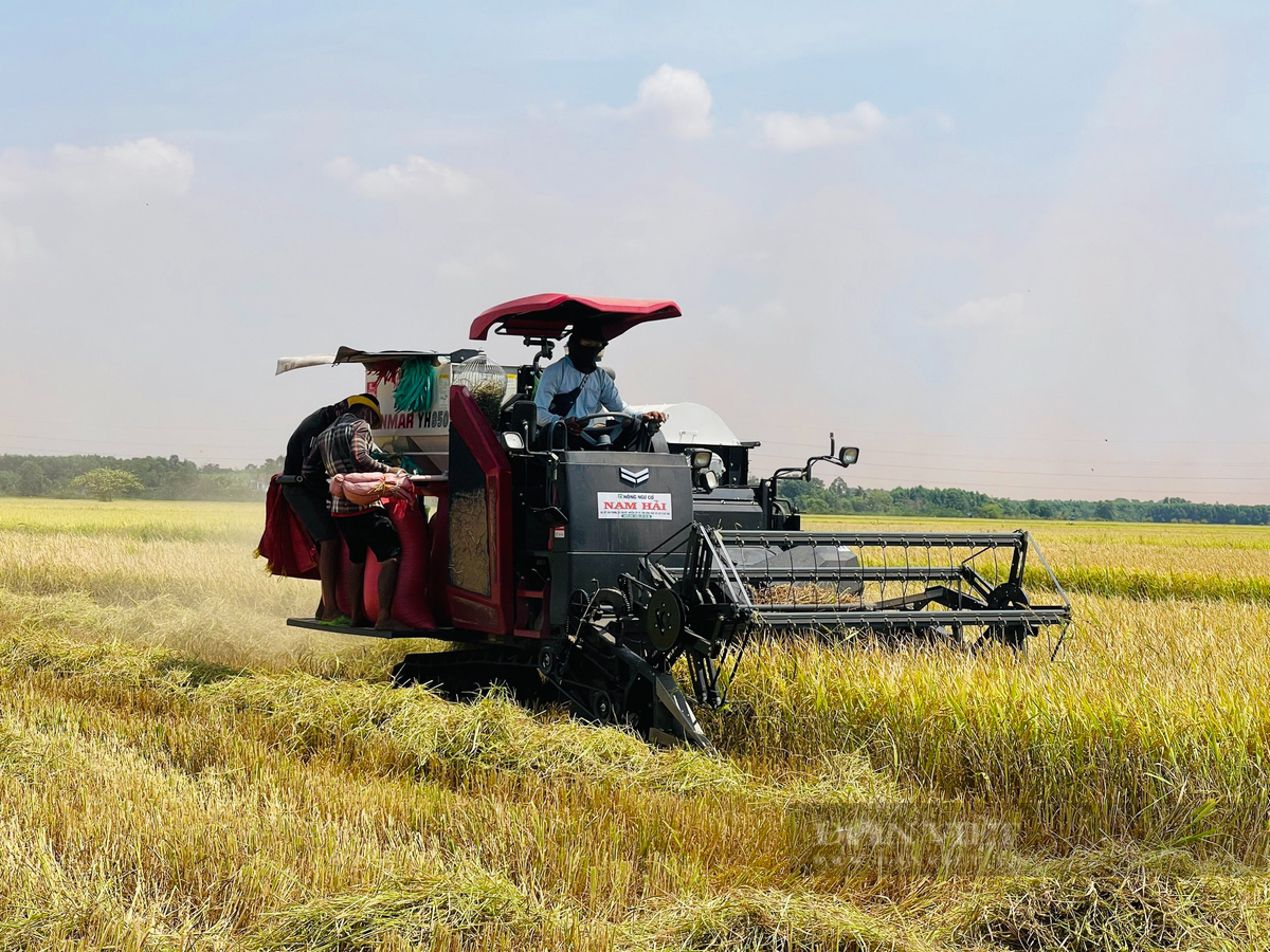 Canh dong lon o Dong Nai, nong dan hoi ha gat lua chay nang-Hinh-9