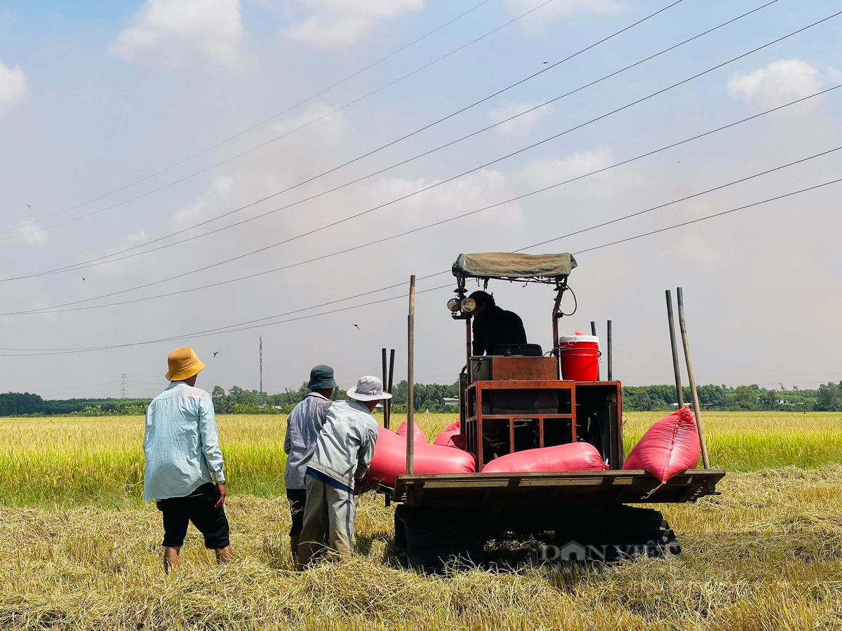 Canh dong lon o Dong Nai, nong dan hoi ha gat lua chay nang-Hinh-7