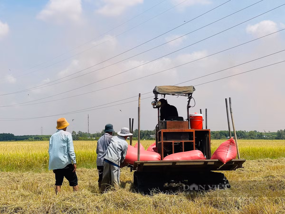 Canh dong lon o Dong Nai, nong dan hoi ha gat lua chay nang-Hinh-7
