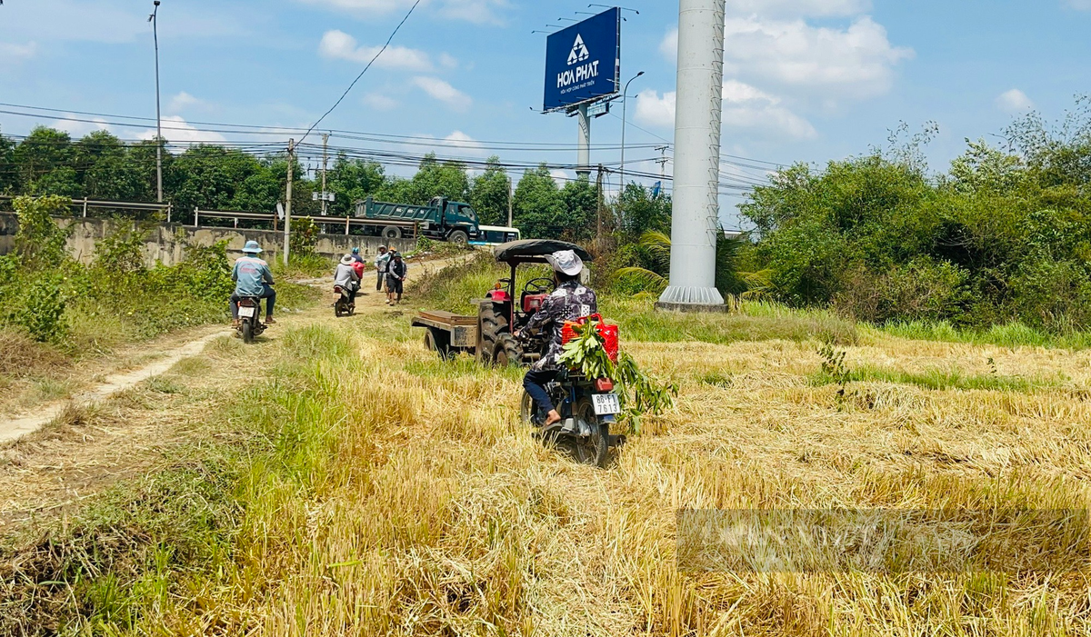 Canh dong lon o Dong Nai, nong dan hoi ha gat lua chay nang