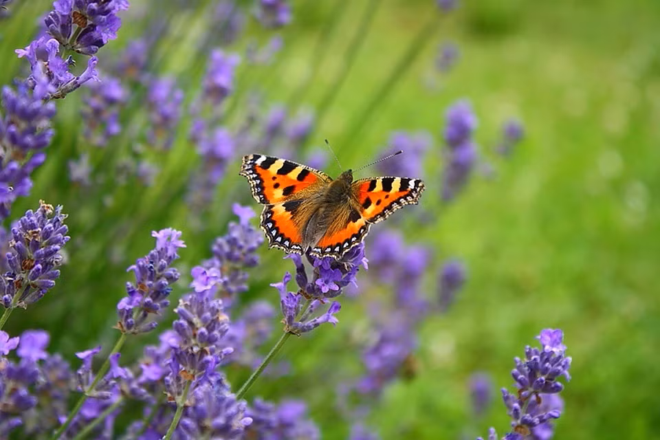 Quy co sinh thang Am lich nay co hon nhan my man