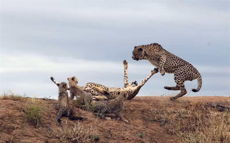 Báo đốm mẹ liều mạng đánh đuổi báo đực bảo vệ con nhỏ ảnh 4