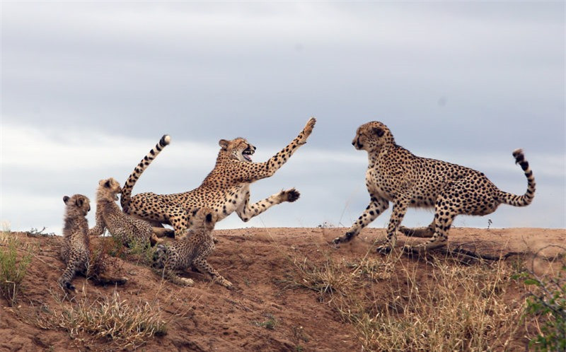 Báo đốm mẹ liều mạng đánh đuổi báo đực bảo vệ con nhỏ ảnh 3