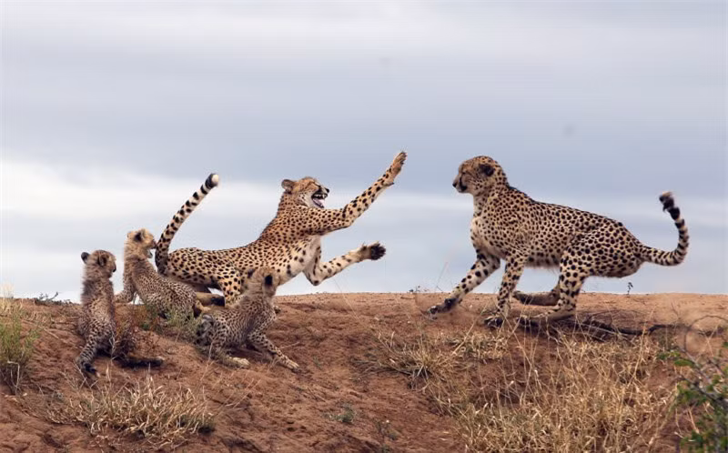 Báo đốm mẹ liều mạng đánh đuổi báo đực bảo vệ con nhỏ ảnh 3