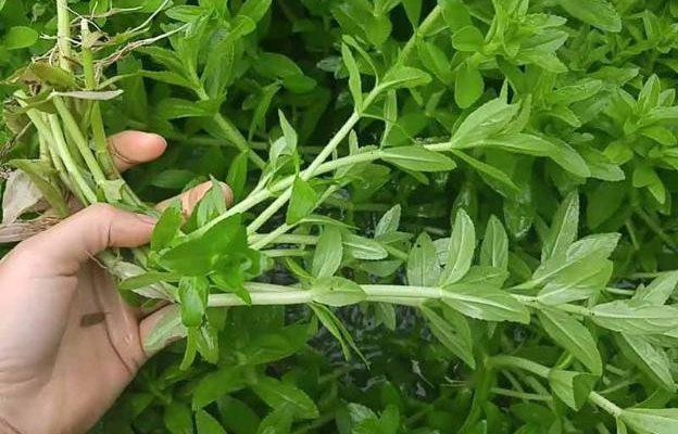 Loại rau tưởng bỏ đi nhưng lại là thần dược Loai rau tuong bo di nhung lai la than duoc