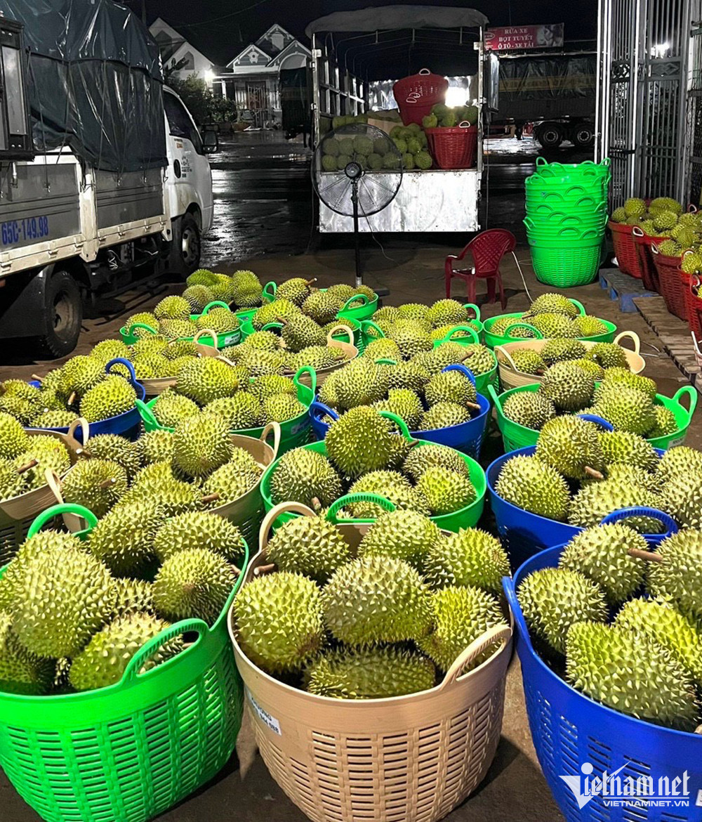 Xuất sầu riêng sang Trung Quốc, hàng Thái tràn chợ Việt bán giá cao Xuat sau rieng sang Trung Quoc, hang Thai tran cho Viet ban gia cao