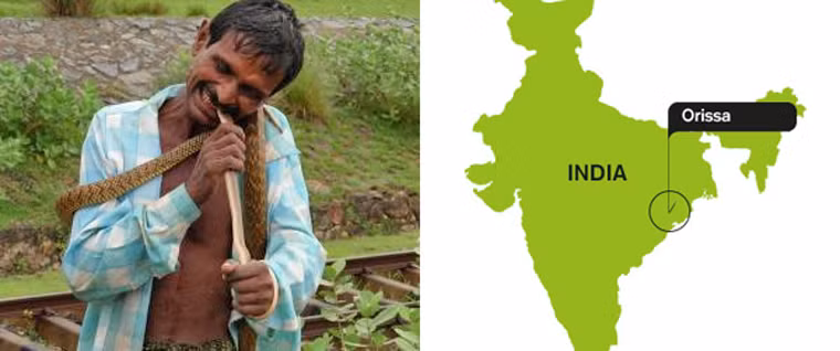 Rắn (Ấn Độ). Không phải là món ăn được phục vụ thường xuyên. Năm 2007, Sutari Nayak (46 tuổi) khiến mọi người kinh ngạc khi nhai thịt rắn sống một cách ngon lành trước mặt mọi người.