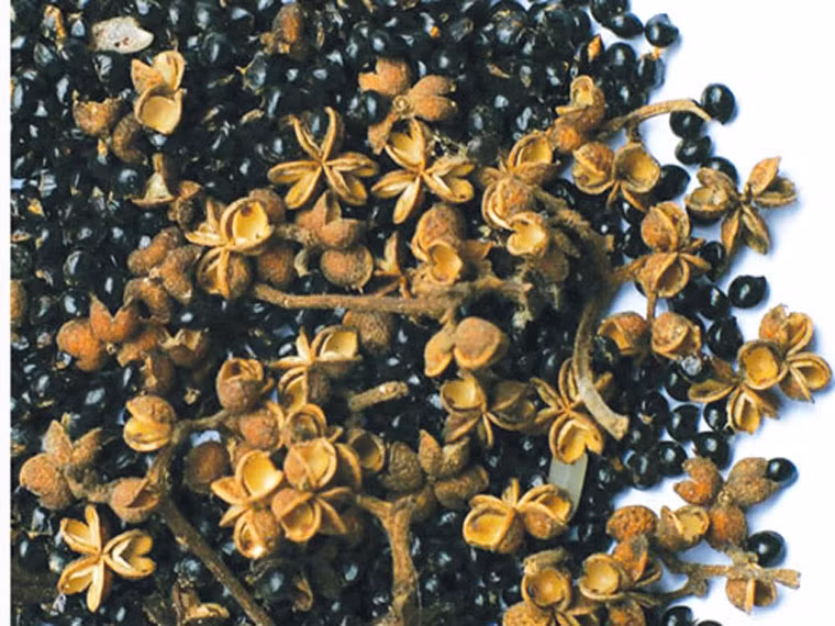 Làm nên món ăn ngon không chỉ đòi hỏi thịt trâu tươi mới mà còn cần chuẩn bị các loại gia vị đúng điệu. Cụ thể, ngoài húng quế, ngò gai, húng lủi, sả, tỏi, bột nêm và muối. Món ăn không thể đậm chất nếu thiếu đi quả mắc khén.