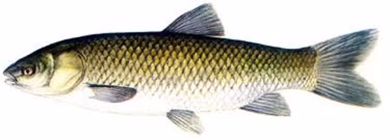 Để có món cá ngon đúng điệu, người dân Nam Định thường chọn loại trắm cỏ (từ 2-5kg) hoặc cá chép trưởng thành(1-,5kg) đem sơ chế, tẩm ướp gia vị hành, sả, thì là… khoảng 30 phút.