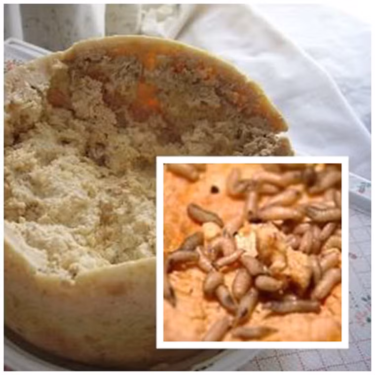 Casu Marzu. Món pho-mát ở Sardina, Italy được cho là lạ nhất thế giới. Nó được làm từ pho-mát sữa cừu lên men nhờ vi khuẩn piophila và có những con giòi bò lổm ngổm trên miếng pho-mát. Đặc biệt, mùi của Casu Marzu rất kinh khủng.