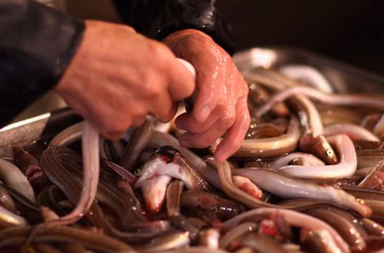 Lươn (Nhật Bản). Người Nhật rất thích thú với các món hải sản tươi sống. Trong số đó có món lươn bất chấp đặc điểm nhầy nhụa, nhớp nháp từ chúng. Rất đơn giản, người ta chọn loại lươn bé, thêm giấm, một chút rượu sake xung quanh cho ngấm thịt rồi nhai sống, nuốt gọn.