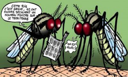 Chikungunya hoành hành tại châu Mỹ bắt nguồn từ vi rút do muỗi thuộc nhóm Aedes truyền qua.