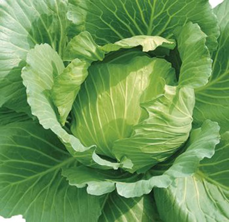 Cải bắp. Cải bắp chứa nhiều vitamin C, vitamin B6, folate và glucosinolate. Trong đó, glucosinolate từng được chứng minh về khả năng bảo vệ DNA không bị tổn hại, ức chế sự phát triển của các tế bào đột biến. Để tăng cường lợi ích của chúng, bạn nên sử dụng rau sống, chín tái nhằm tránh tình trạng vitamin C bị thất thoát và sự biến tính enzyme chịu trách nhiệm sản xuất glucosinolate khi bị nấu nhừ ở nhiệt độ cao.