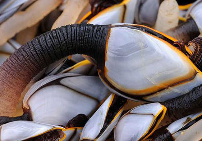 Loại hải sản này được biết đến với tên gọi Percebes hay còn gọi là đằng hồ hoặc ốc cổ ngỗng.