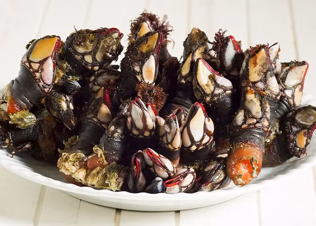 Ốc Percebes rất hiếm, có những người muốn mua nhưng lại không dễ để mua được loại ốc này.