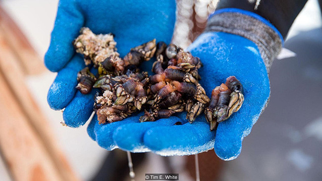 Lần đầu nhìn thấy những con ốc Percebes, hầu hết mọi người đều thấy rùng mình bởi bề ngoài xấu xí, trông gớm ghiếc