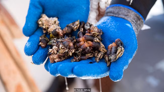 Lần đầu nhìn thấy những con ốc Percebes, hầu hết mọi người đều thấy rùng mình bởi bề ngoài xấu xí, trông gớm ghiếc