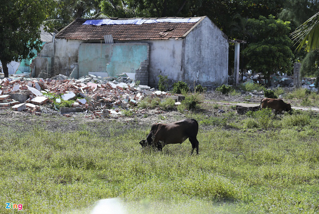 Bãi biển du lịch hút khách nay trở nên hoang tàn, nhếch nhác vì dự án cũ vừa phá bỏ, dự án mới chưa thể triển khai trở thành nơi chăn bò.